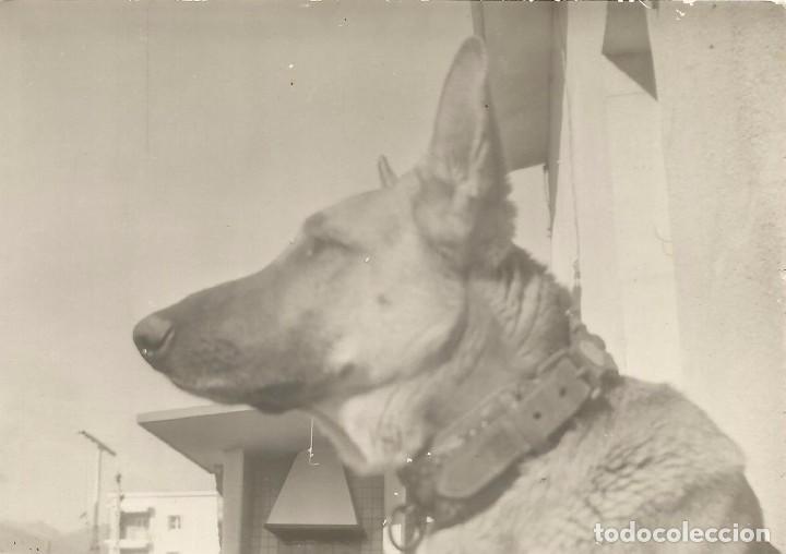 Fotograf&iacute;a antigua: ** SS849 - FOTOGRAFIA - PERRITO - RF.C75