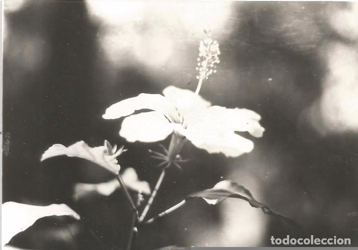 Fotografia antica: ** SS770 - FOTOGRAFIA - BONITA FLOR - RF.C00