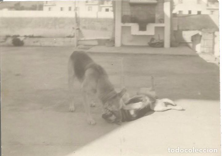 Fotograf&iacute;a antigua: ** SS990 - FOTOGRAFIA - DOS PERROS JUGANDO - RF. C75