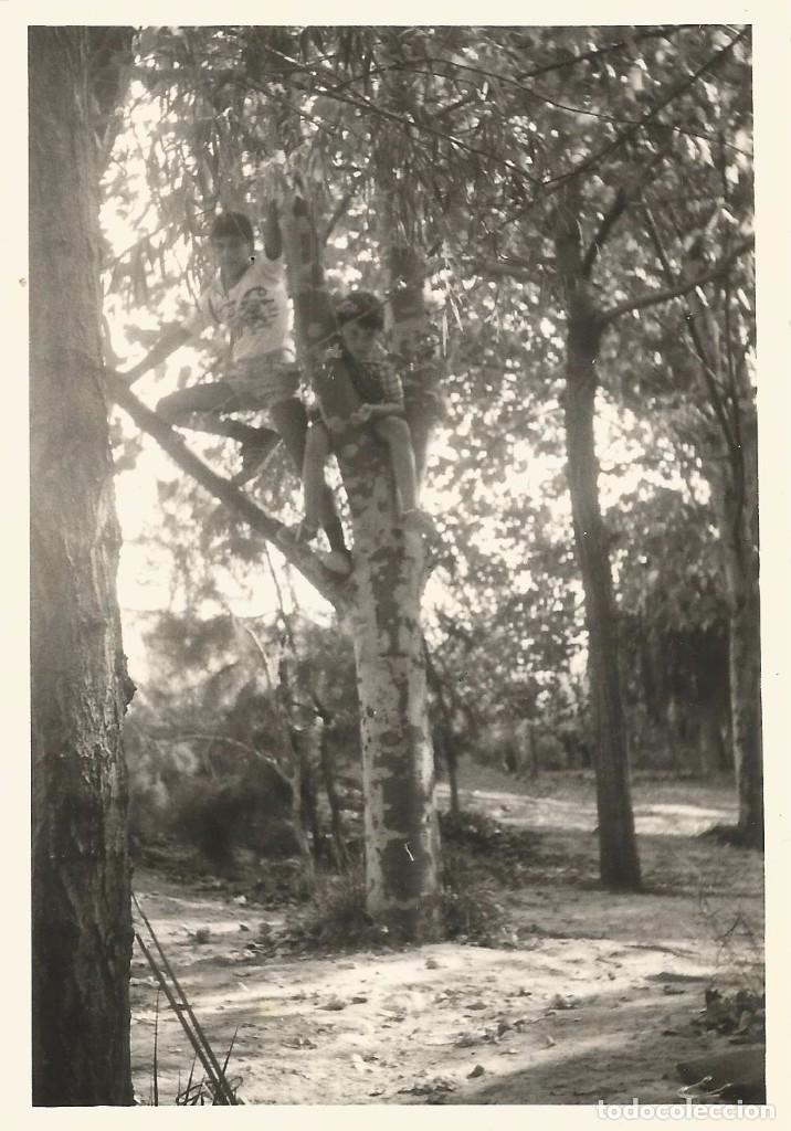 Fotografia antica: ** A562 - FOTOGRAFIA - DOS JOVENCITOS SUBIDOS EN UN ARBOL - RF. C75