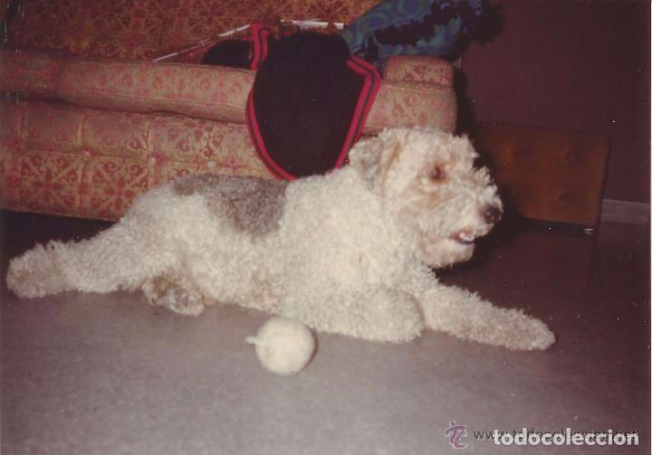 Alte Fotografie: :::: CC43 - FOTOGRAFIA - PERRITO