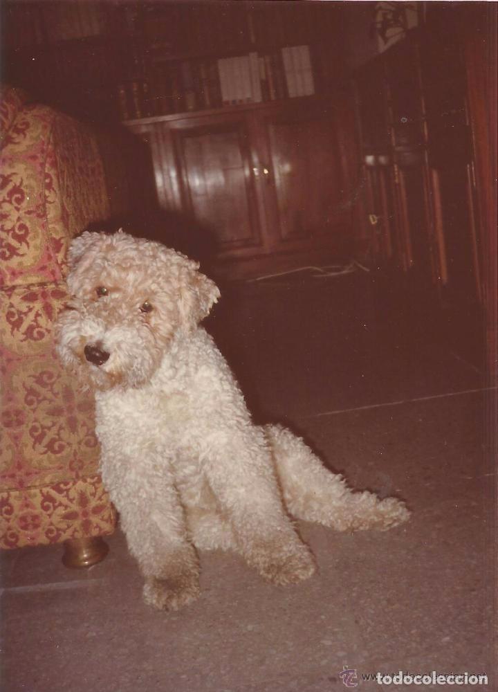 Alte Fotografie: :::: C37 - FOTOGRAFIA - PERRITO