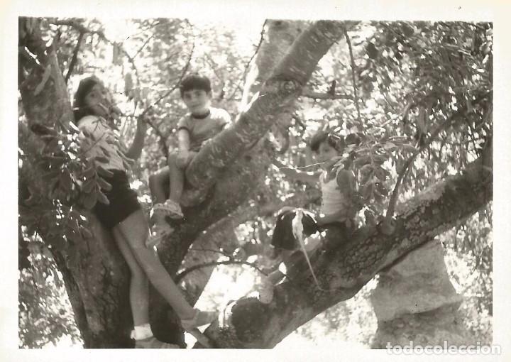 Alte Fotografie: ** A789 - FOTOGRAFIA - JOVENCITOS SUBIDOS EN UN ARBOL - RF. C75