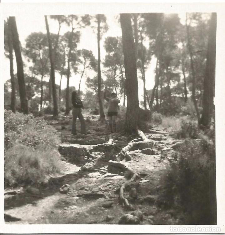 Fotografia antiga: *** AB607 - FOTOGRAFIA - PAISAJE - BOSQUE