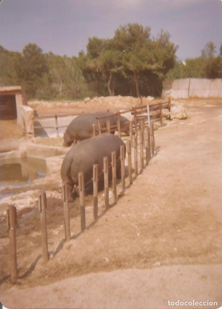 Fotografia antiga: *** AC373 - FOTOGRAFIA - CERCADO CON HIPOPOTAMOS