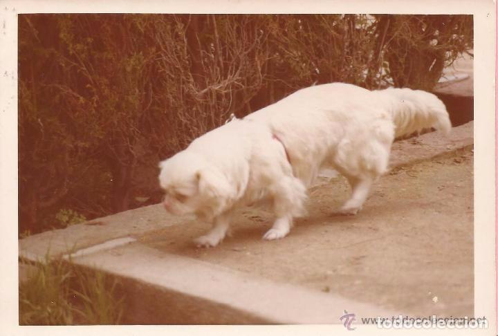 Antique Photography: :::: VF342 - FOTOGRAFIA - PERRITO