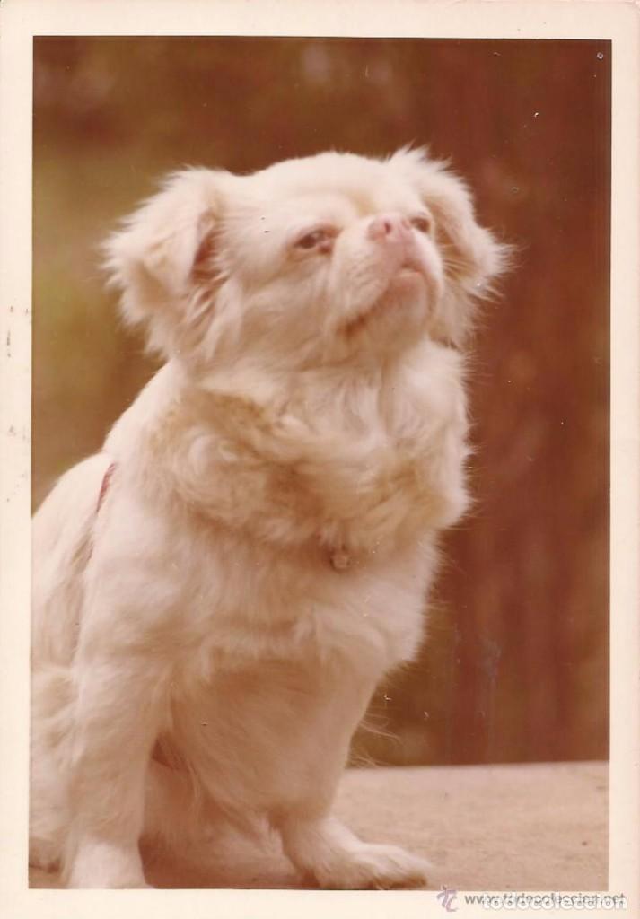 Antique Photography: ** BB433 - FOTOGRAFIA - PERRITO