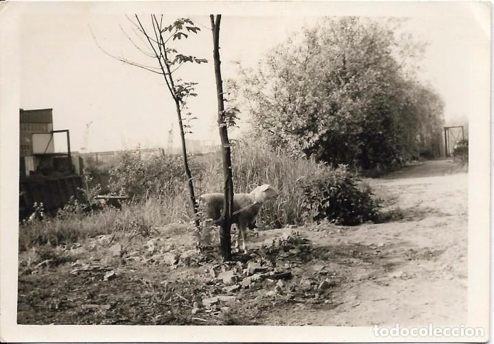 Fotografia antiga: ** J141 - FOTOGRAFIA - UNA OVEJITA ATADA A UN PEQUE&Ntilde;O ARBOLITO
