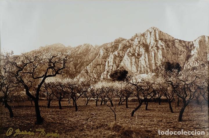 Fotograf&iacute;a antigua: Fotograf&iacute;a Paisaje con almendros en flor firmada G.Dario siglo XX