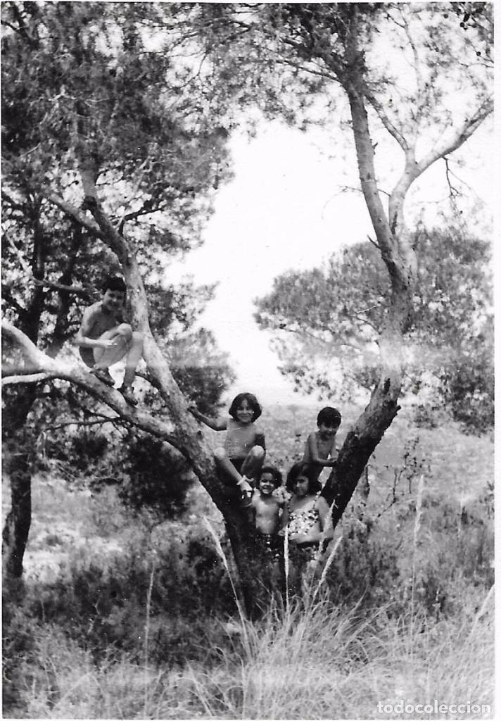 Fotograf&iacute;a antigua: ** K439 - FOTOGRAFIA - GRUPO DE JOVENCITOS EN UN ARBOL