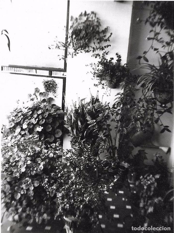 Antique Photography: ** AN402 - FOTOGRAFIA - TERRAZA CON MACETAS DE FLORES