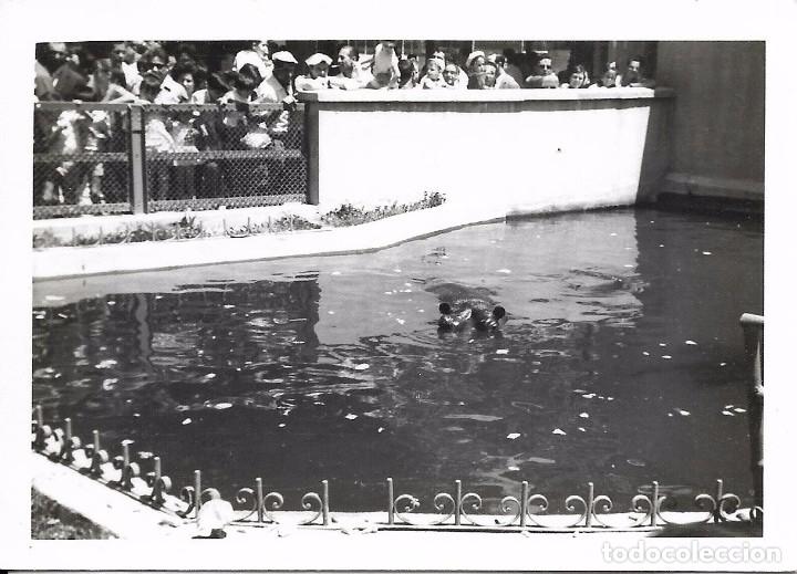 Alte Fotografie: ** AN449 - FOTOGRAFIA - DELFINARIO