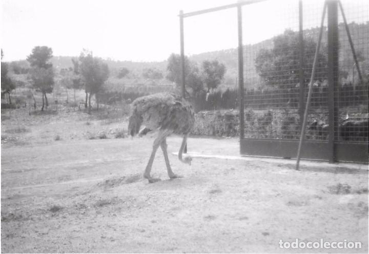 Fotografia antiga: ** AN531 - FOTOGRAFIA - AVESTRUZ