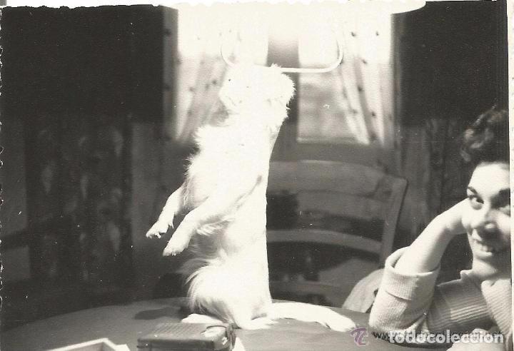 Alte Fotografie: :::: AN222 - FOTOGRAFIA - PERRITO