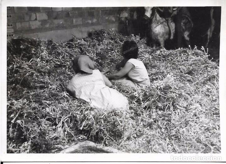Fotografia antica: ** M399 - FOTOGRAFIA - DOS AMIGAS SENTADAS EN UN MONTON DE HIERBA