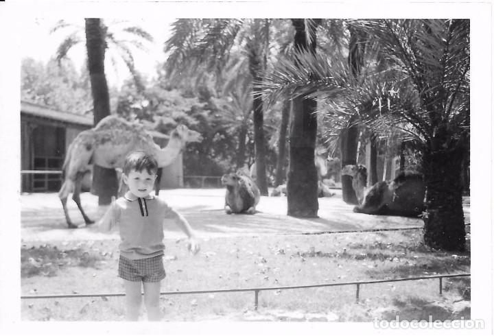 Fotografia antiga: ** AN910 - FOTOGRAFIA - NI&Ntilde;ITO EN UN PARQUE ZOOLOLOGICO