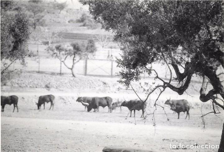 Fotografia antica: == N934 - FOTOGRAFIA - PAISAJE - TOROS