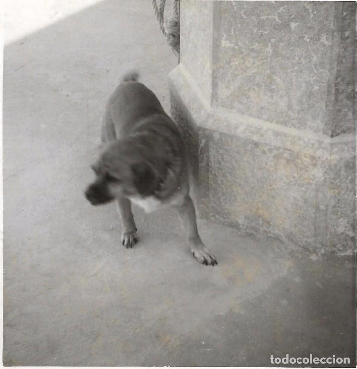 Fotografia antiga: ** AB698 - FOTOGRAFIA - PERRITO