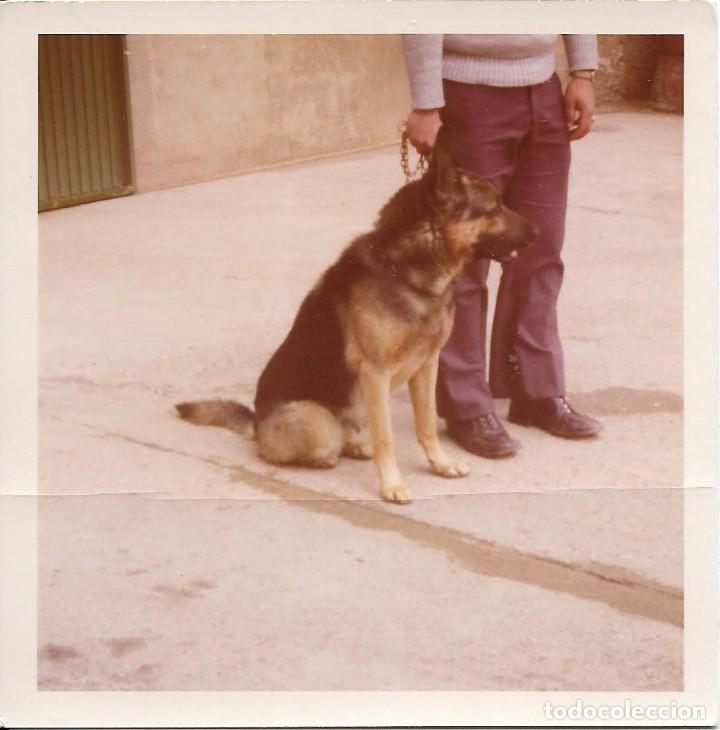 Fotografia antiga: ** F884 - FOTOGRAFIA - BONITO PERRO
