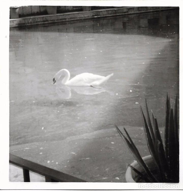 Fotografia antiga: ** F890 - FOTOGRAFIA - PAISAJE - CISNE