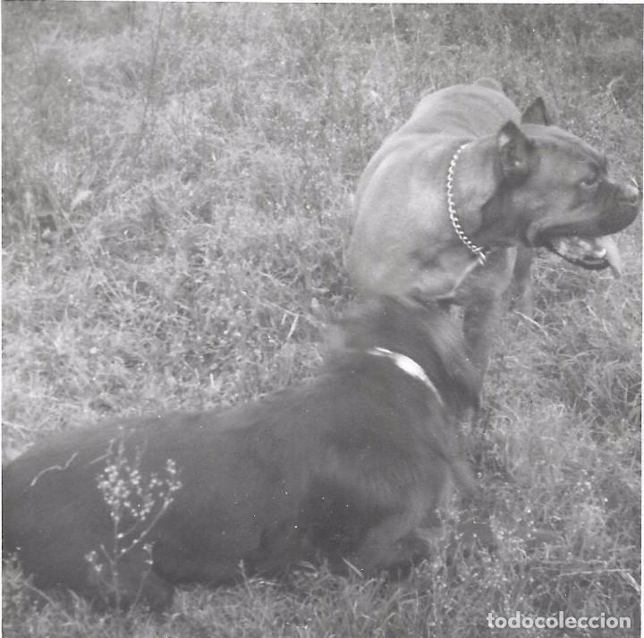Fotografia antiga: ** BB679 - CURIOSA FOTOGRAFIA - PERRITOS