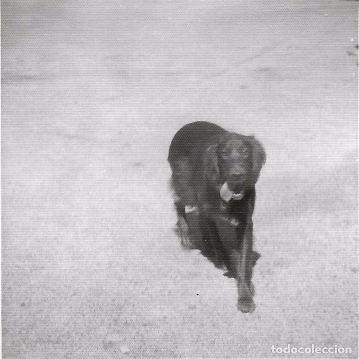 Fotografia antiga: ** BB535 - FOTOGRAFIA - PERRITO