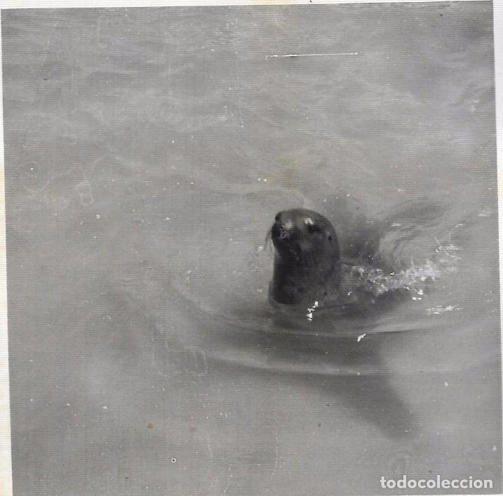 Fotografia antiga: ** BB574 - FOTOGRAFIA - FOCA EN EL AGUA