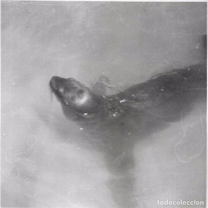 Fotografia antiga: == BB588 - FOTOGRAFIA - ZOO - FOCA