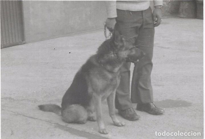 Alte Fotografie: == A770 - FOTOGRAFIA - PERRITO