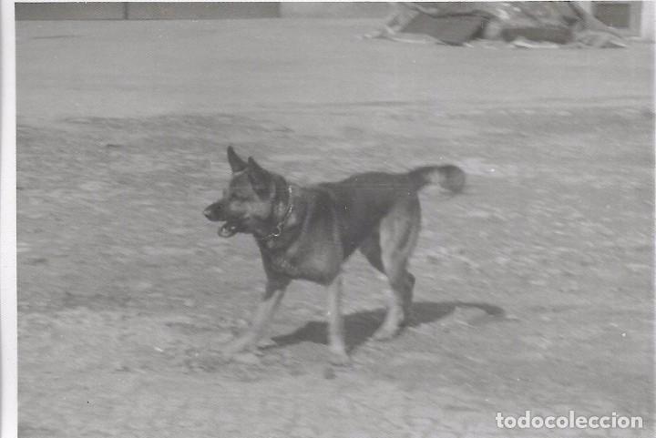 Fotografia antica: ** SS877 - FOTOGRAFIA - PERRITO