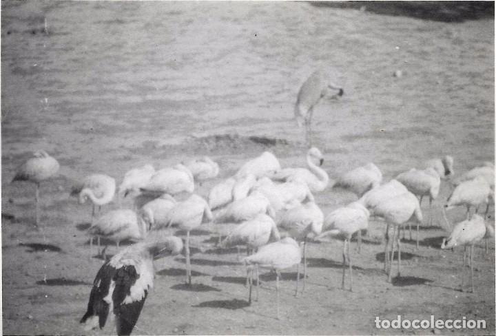 Fotografia antiga: *** AM558 - FOTOGRAFIA - GRUPO DE FLAMENCOS