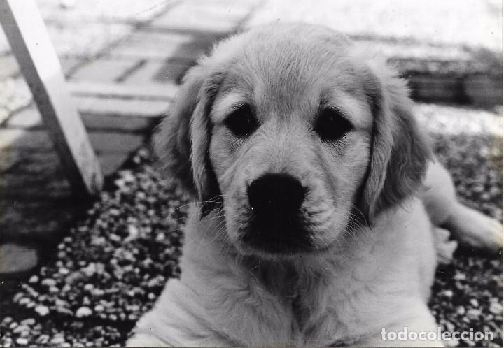 Fotograf&iacute;a antigua: :::: FF202 - FOTOGRAFIA - PERRITO - 18 X 12,5