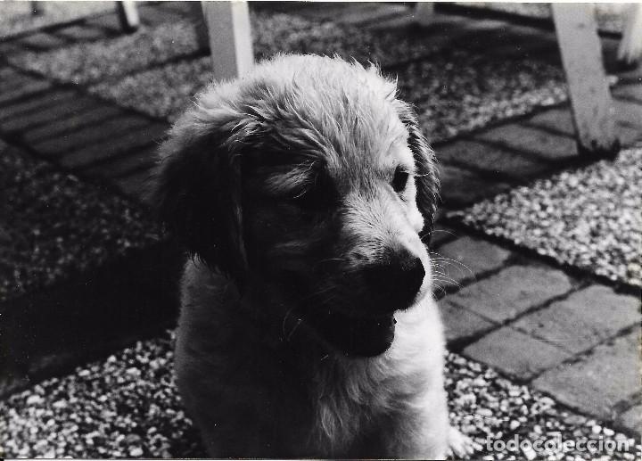 Fotograf&iacute;a antigua: :::: FF204 - FOTOGRAFIA - PERRITO - 18 X 12,5