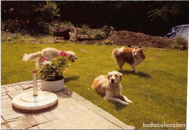 Fotografia antiga: ** AM459 - FOTOGRAFIA - TRES PERRITOS EN UN JARDIN - RF. V80