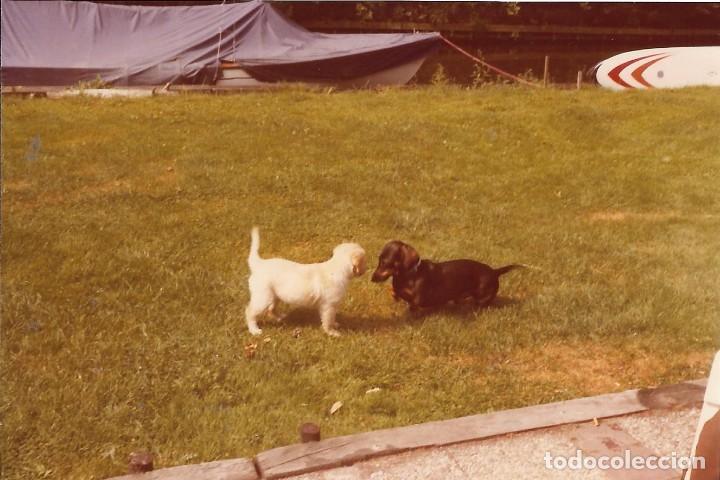 Fotografia antiga: ** AM460 - FOTOGRAFIA - DOS PERRITOS  - RF. V80