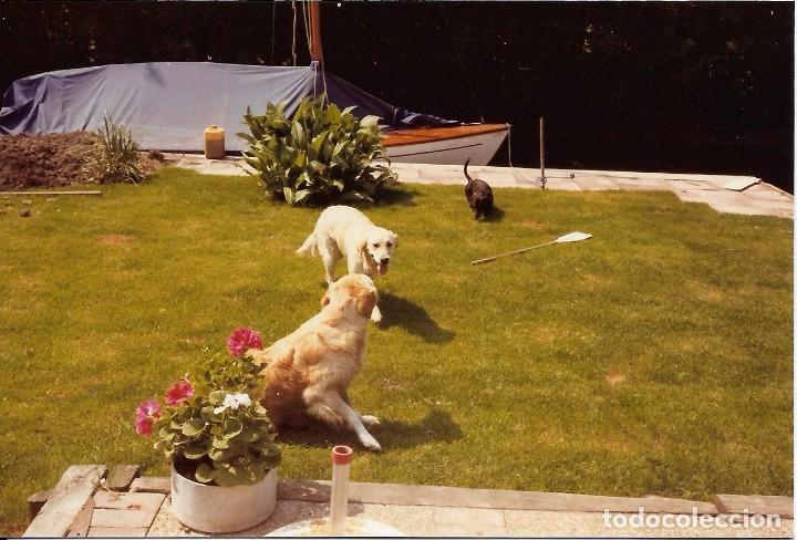 Fotografia antiga: ** AM461 - FOTOGRAFIA -  PERRITOS JUGANDO EN UN JARDIN - RF. V80