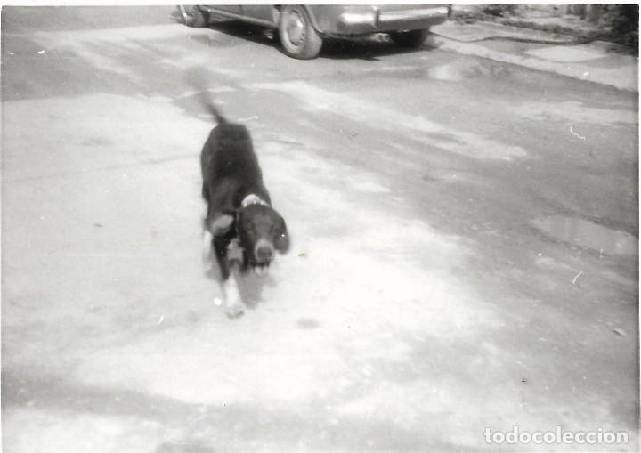 Antique Photography: == AD540 - FOTOGRAFIA - PERRITO