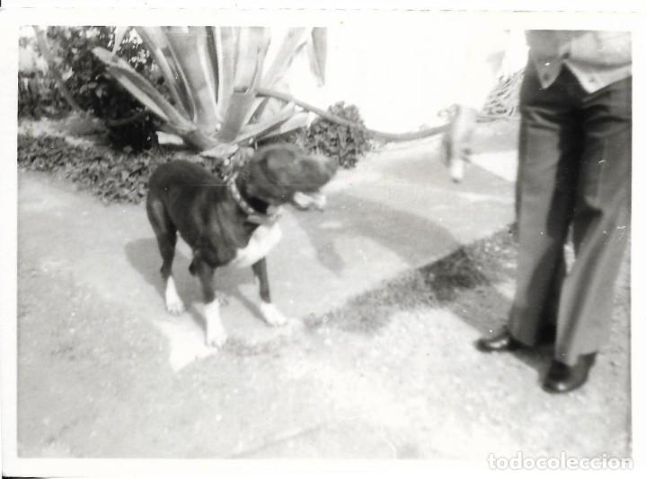 Fotografia antica: :::: G429 - FOTOGRAFIA - PERRITO