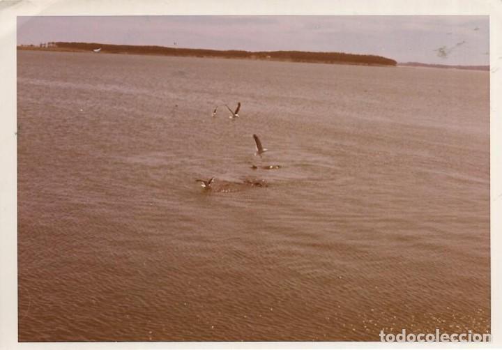 Fotograf&iacute;a antigua: == MM436 - FOTOGRAFIA - URUGUAY - MUELLE DE PUNTA DEL ESTE - LOBOS MARINOS Y GAVIOTAS