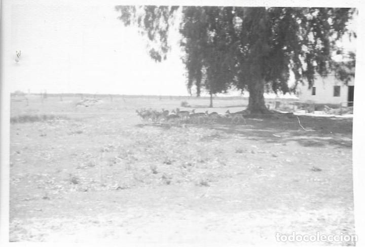 Fotografia antiga: == MM902 - FOTOGRAFIA - PAISAJE - COTO DE DO&Ntilde;ANA