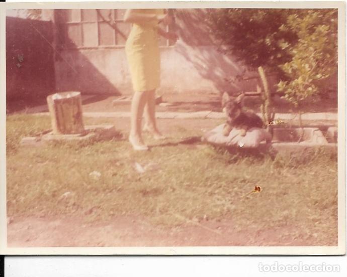 Fotografia antica: == F199 - FOTOGRAFIA - PERRITO