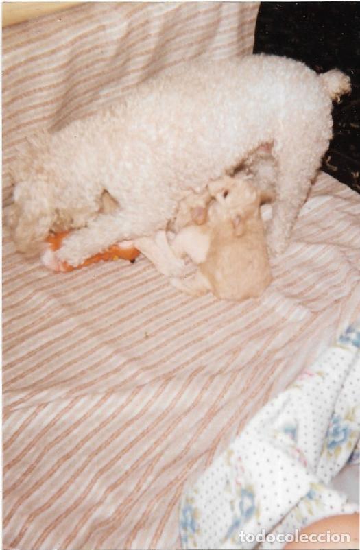 Fotografia antica: :::: F233 - FOTOGRAFIA - PERRITO JUGANDO CON UNOS PELUCHES