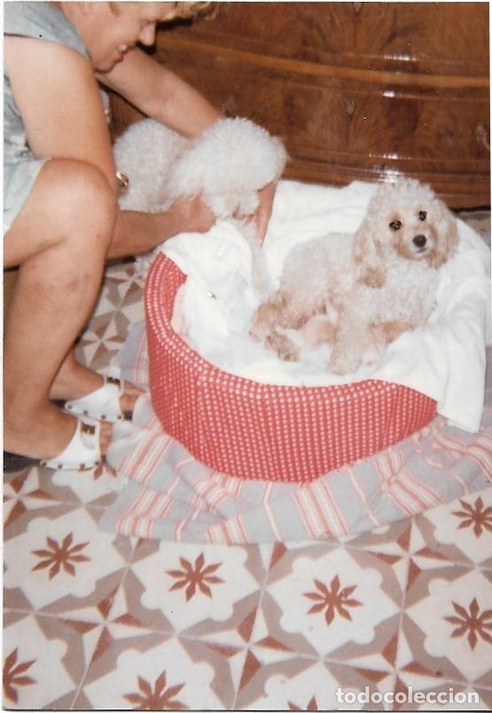 Fotografia antica: == F235 - FOTOGRAFIA - SE&Ntilde;ORA CON DOS PERRITOS