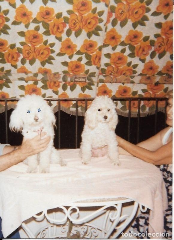Fotografia antica: == F236 - FOTOGRAFIA - DOS PERRITOS