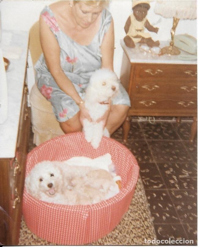 Photographie ancienne: == EE628 - FOTOGRAFIA - SE&Ntilde;ORA CON DOS PERRITOS