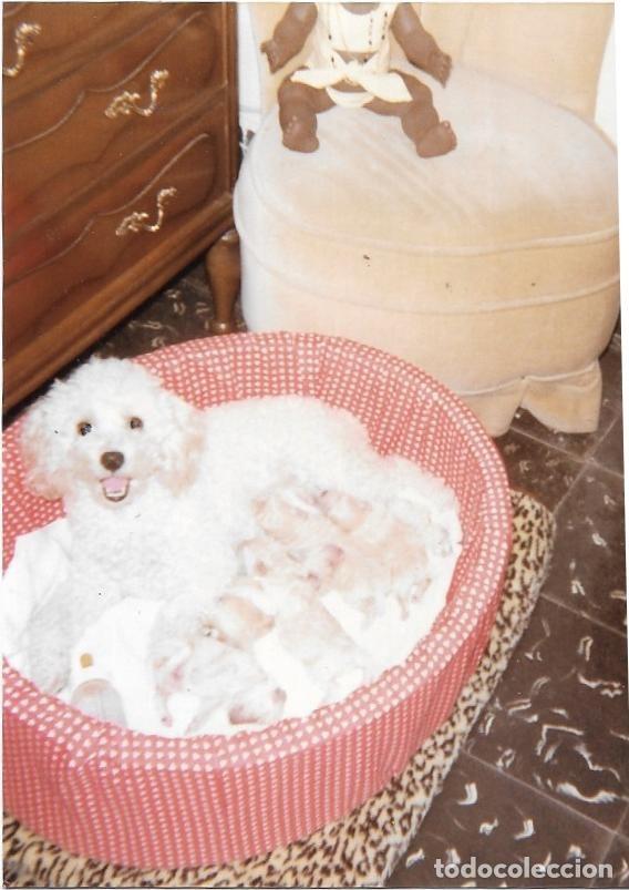 Photographie ancienne: == F239 - FOTOGRAFIA - PERRITO EN SU CESTA