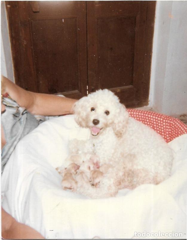 Fotografia antiga: == F244 - FOTOGRAFIA - PERRITO
