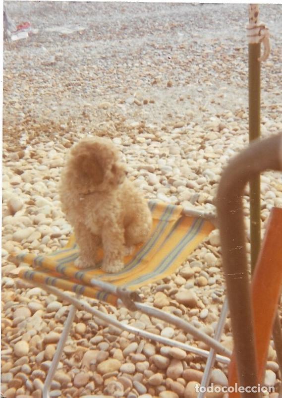 Antique Photography: *** F13 - FOTOGRAFIA - BONITO PERRITO