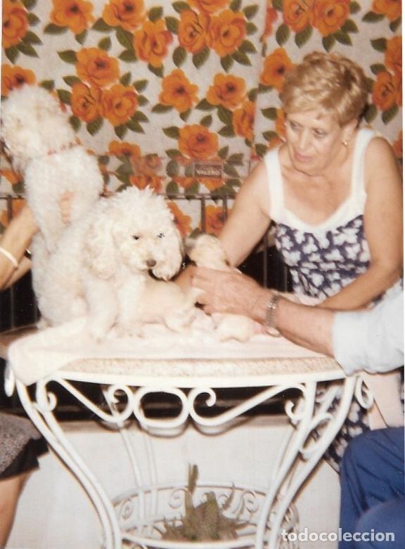 Antique Photography: :::: F37 - FOTOGRAFIA - SE&Ntilde;ORA CON TRES PERRITOS