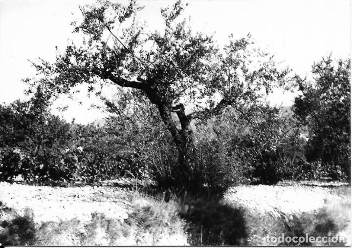 Fotografia antiga: == SS545 - FOTOGRAFIA - PAISAJE